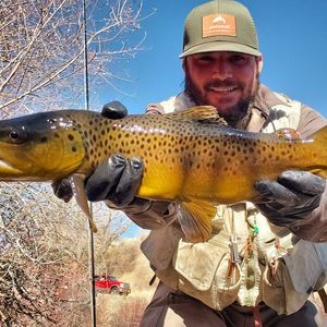 Meet your Posher, Beau